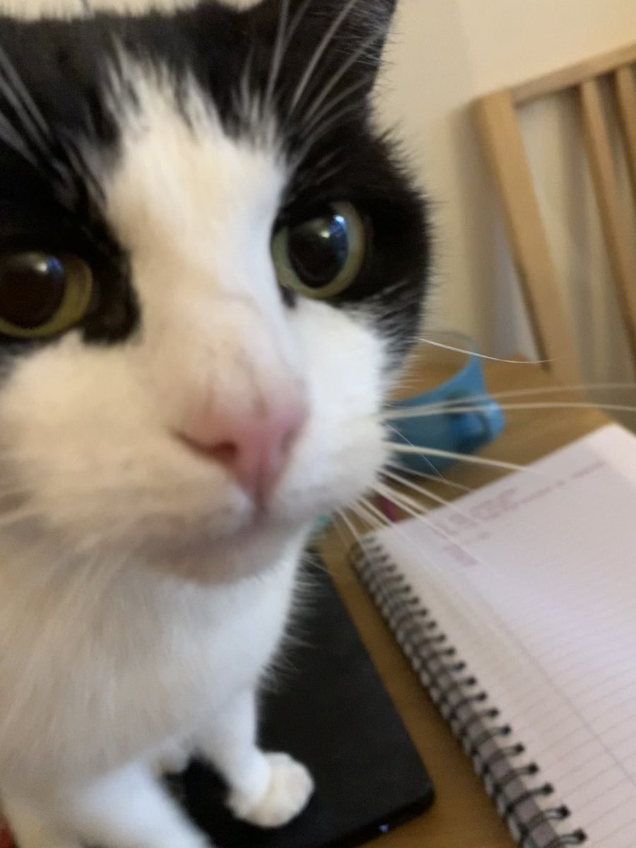 In November,  #notmycateither cemented his place as the premier cat that didn’t belong to me, and took little time in getting all four paws firmly under the table. And on the table. And in the bed.