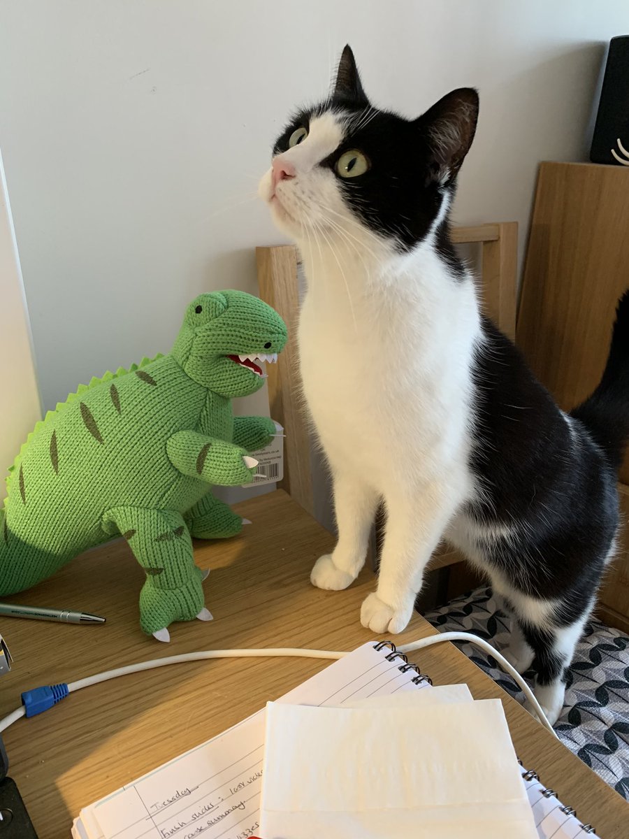 In November,  #notmycateither cemented his place as the premier cat that didn’t belong to me, and took little time in getting all four paws firmly under the table. And on the table. And in the bed.