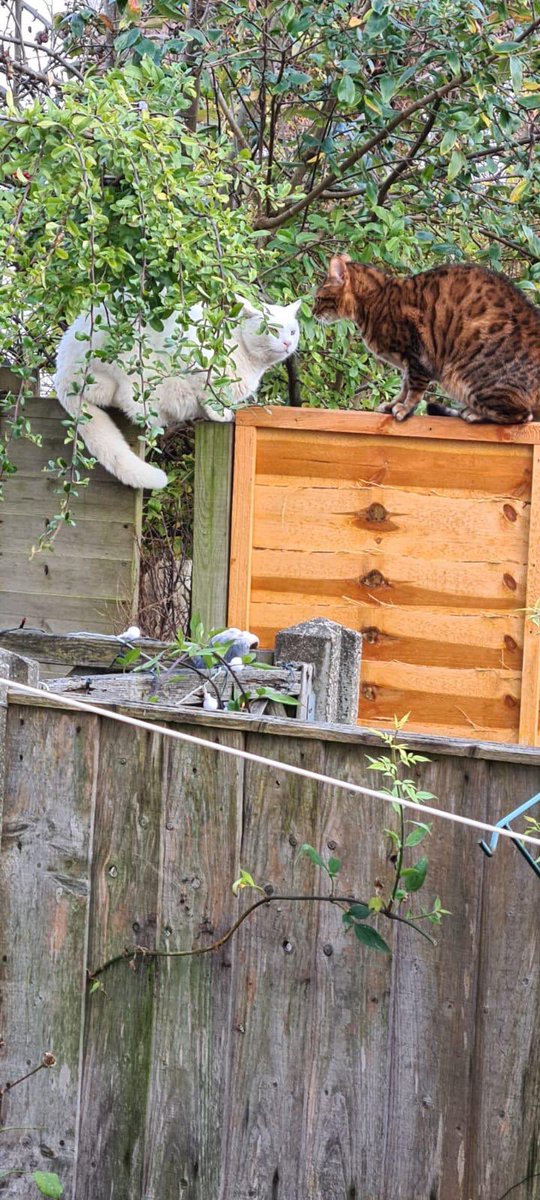 Then it was time to move house, and the new  #notmycats adventure began, first with Polar Cat and Angry Bengal