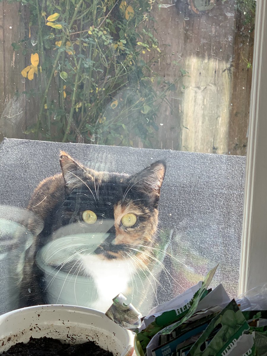 And we rounded off 2020 with this little love, who we call Tank Cat.