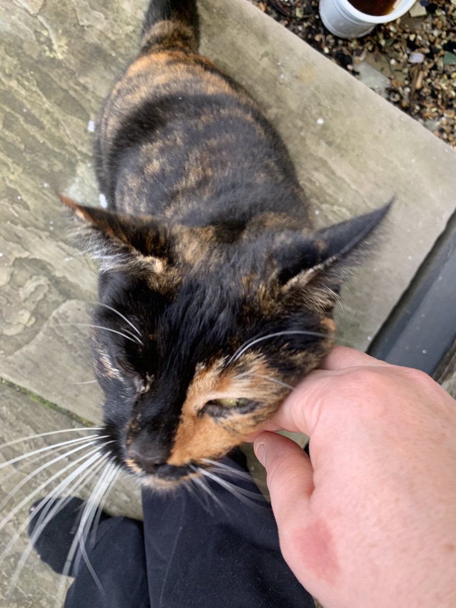 And we rounded off 2020 with this little love, who we call Tank Cat.