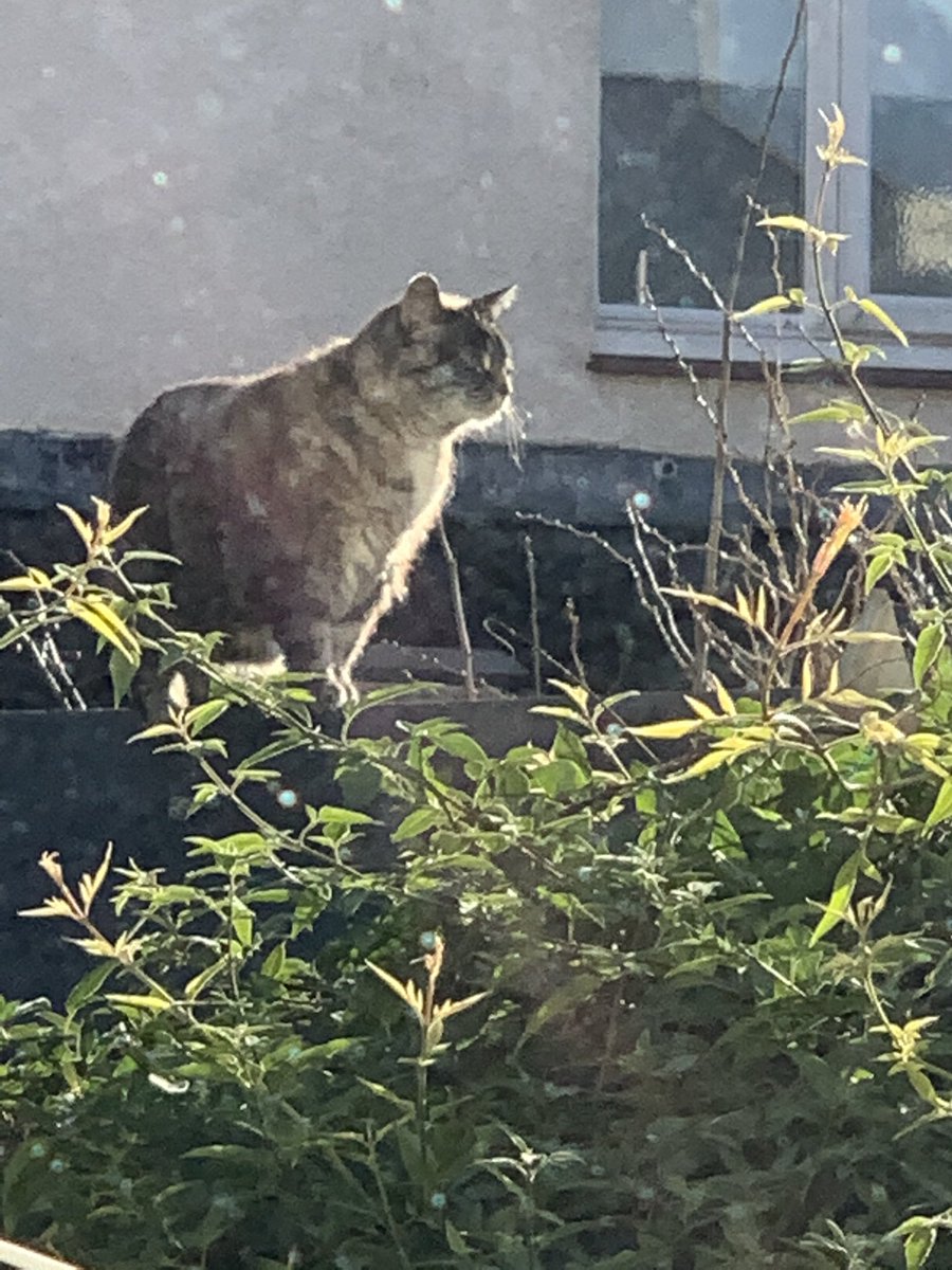 Soon after we met Sentry Cat and String Commander Ginger