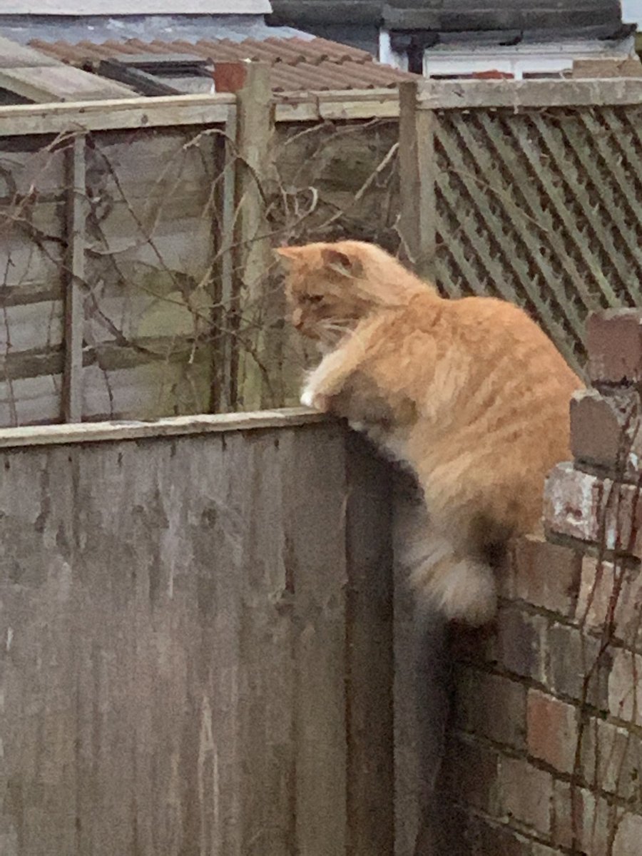 Soon after we met Sentry Cat and String Commander Ginger