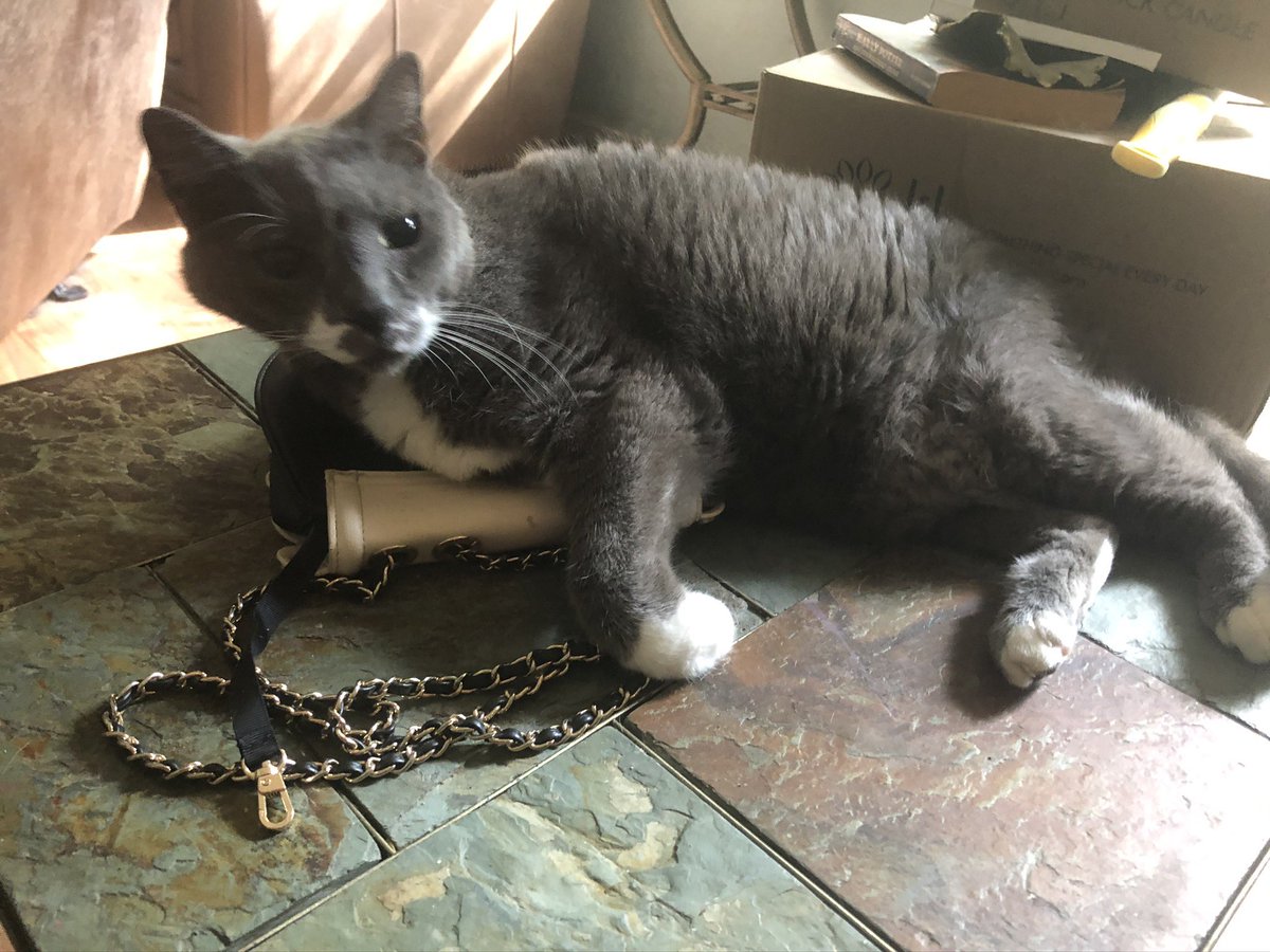 lbcoyote's tweet photo. I’m just letting everyone know if 2021 goes to hell it’s my mom’s fault for burning the first batch of black eyed peas...
#BadThomas #BadCatsofTwitter #Stinkysmell https://t.co/vGlAumMeYg