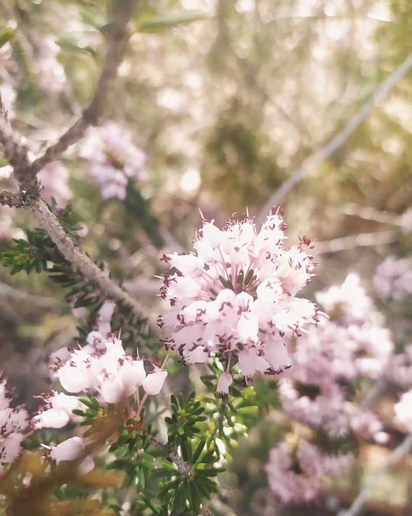 zurdac_'s tweet photo. First day of the year, first walk of the year, first photo of the year. 

Happy new year ~~ 

#flowers🌸 #pink #aphotoforday #walkandlook https://t.co/ddGlDtmbfK