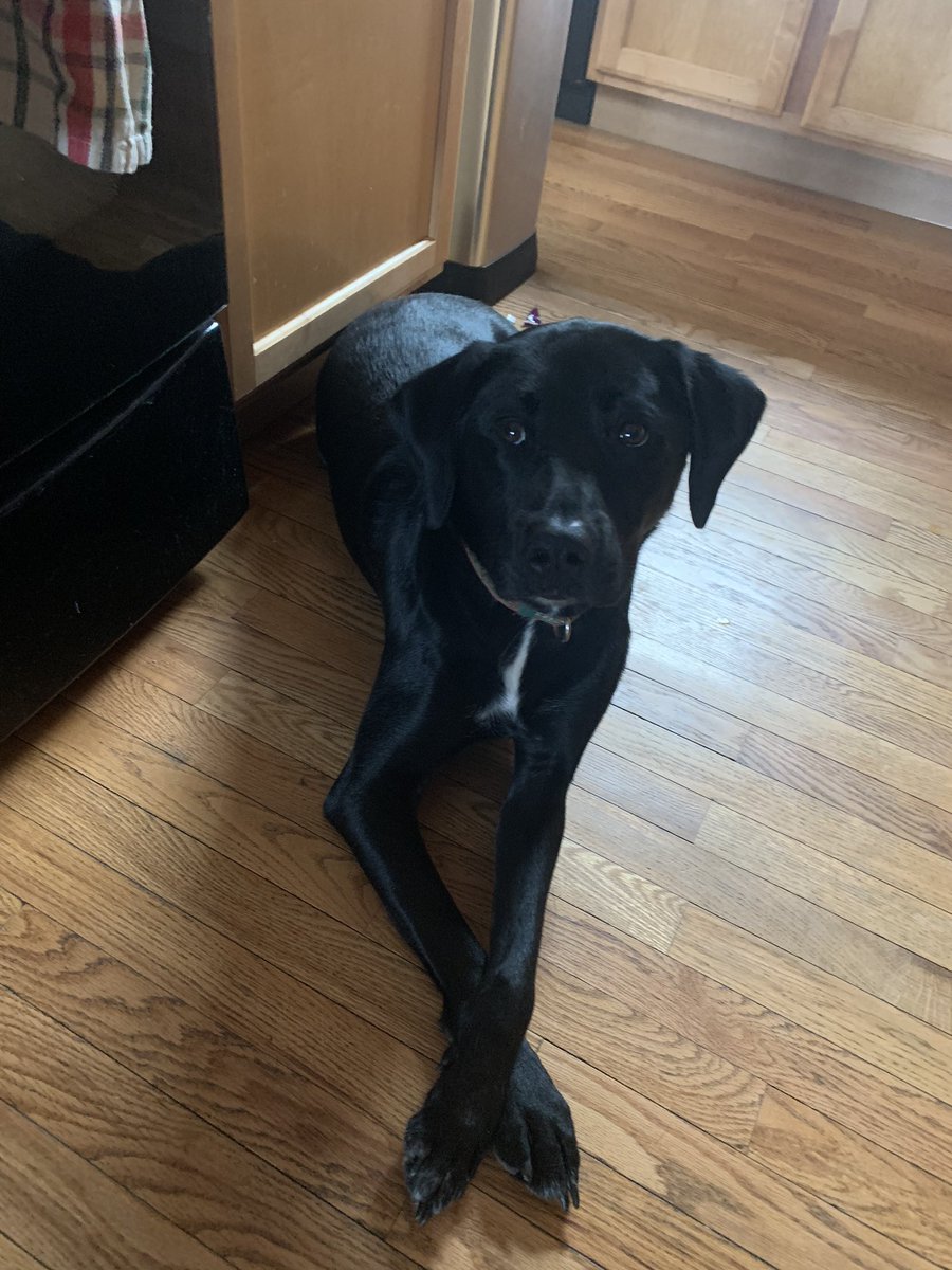 andylanechapman's tweet image. Starting the year properly #properpup