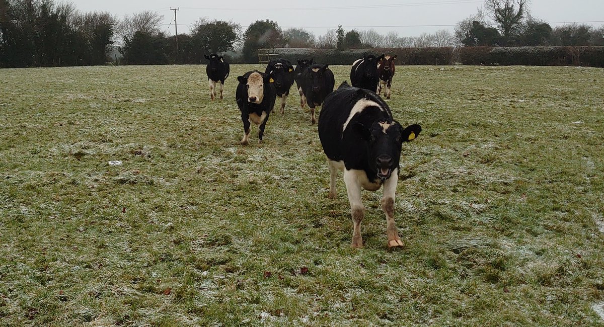 Happy New Year from the Midway Farm Dairy cows!

Cue heifers with no sense of spacial awareness coming to say hello ⛄🐄
