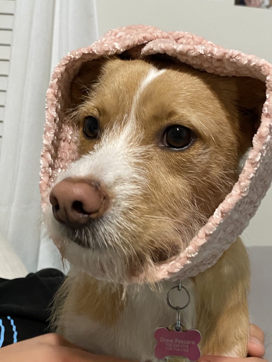 PescaroDB's tweet photo. It’s 2021 and we need some better fortune this year! Retweet this rare Babushka Lilly for good luck https://t.co/aiA5aNAduN