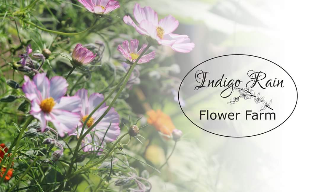 ianmct's tweet photo. For the past nine months we've been preparing, today we are excited to launch Indigo Rain Flower Farm. Join us on our journey at https://t.co/CKWmCyGCZl 
#Muskoka #huntsville @townhuntsville @ScottAAitchison @Hville_Doppler @huntersbayradio #Flowers #cottaging https://t.co/bZwIHMGUUj