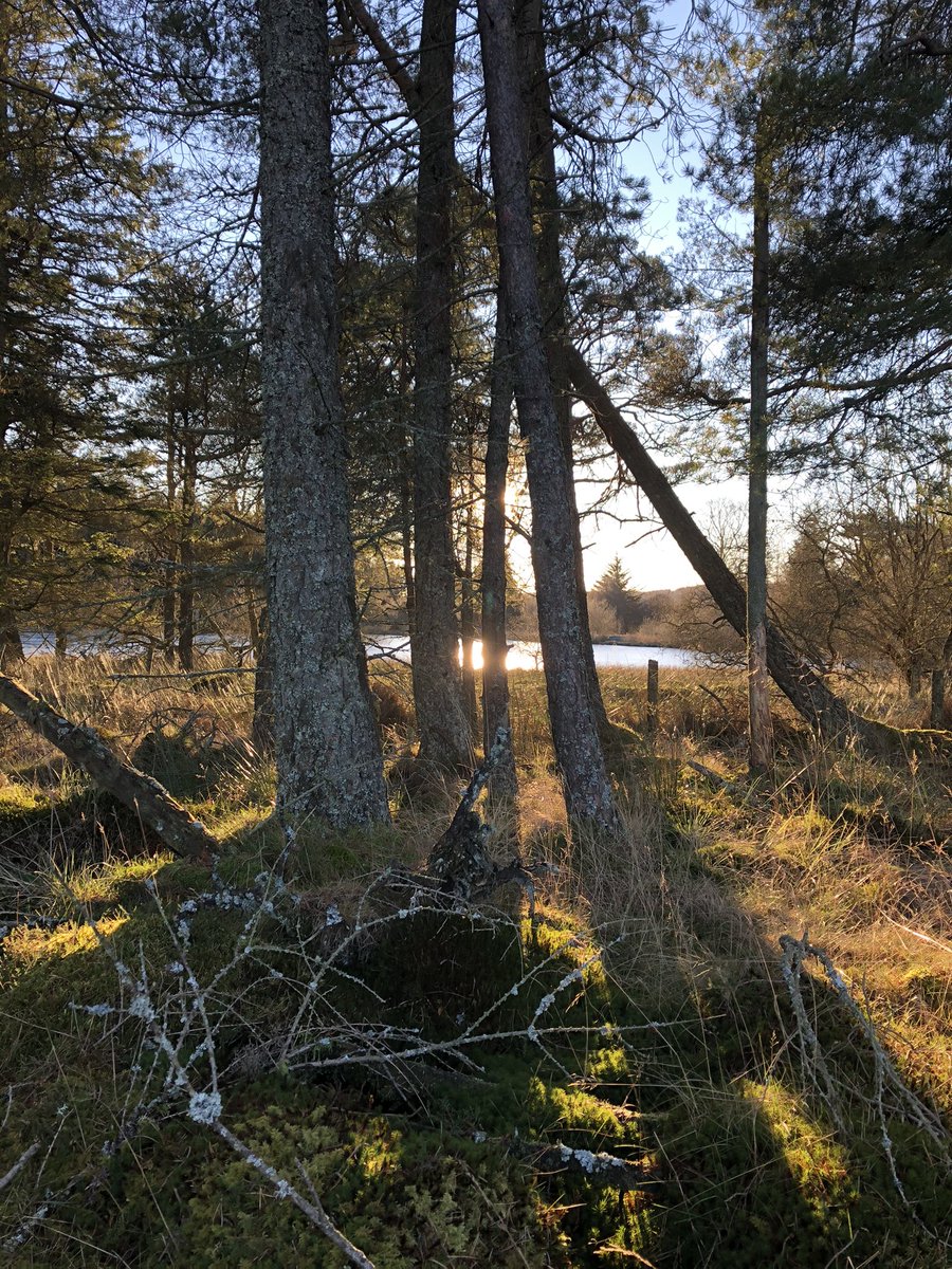 Lintrathen Cycles tweet media