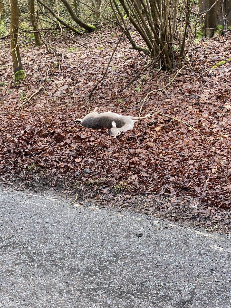 tonylowry123's tweet photo. Yet another Deer vehicle collision on the A343! Another hot spot which needs highlighting! @kitmalthouse @CllrPhilNorth @BritishDeerSoc @JochenLangbein @hantshighways @HantsPolice https://t.co/HLdFyKrtsw