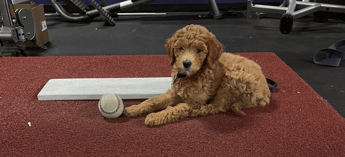 Simba can’t wait to go to the Zimm and meet the rest of the <a href="/nccbaseball/">NCC Baseball</a> Puppy Staff!! Don’t worry <a href="/edmathey1/">ed mathey</a>, already training him to be the hunter, not the hunted 😬