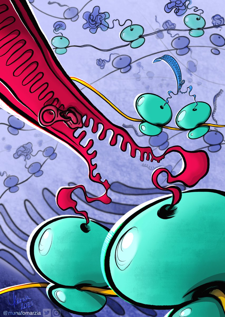 Bukau Lab (@bukaulab) on Twitter photo Our first 2021 paper reveals the prevalence and mechanism of a co-translational protein assembly mechanism in human cells: co-co assembly.
Congratulations to the co-co team <a href="/KaiFenzl/">Kai Fenzl</a>, @matildebertolin and @guenter_kramer!
science.sciencemag.org/content/371/65…
@Sciart by <a href="/munafomarzia/">Marzia Munafò</a>
1/6 Our first 2021 paper reveals the prevalence and mechanism of a co-translational protein assembly mechanism in human cells: co-co assembly.
Congratulations to the co-co team <a href="/KaiFenzl/">Kai Fenzl</a>, @matildebertolin and @guenter_kramer!
science.sciencemag.org/content/371/65…
@Sciart by <a href="/munafomarzia/">Marzia Munafò</a>
1/6