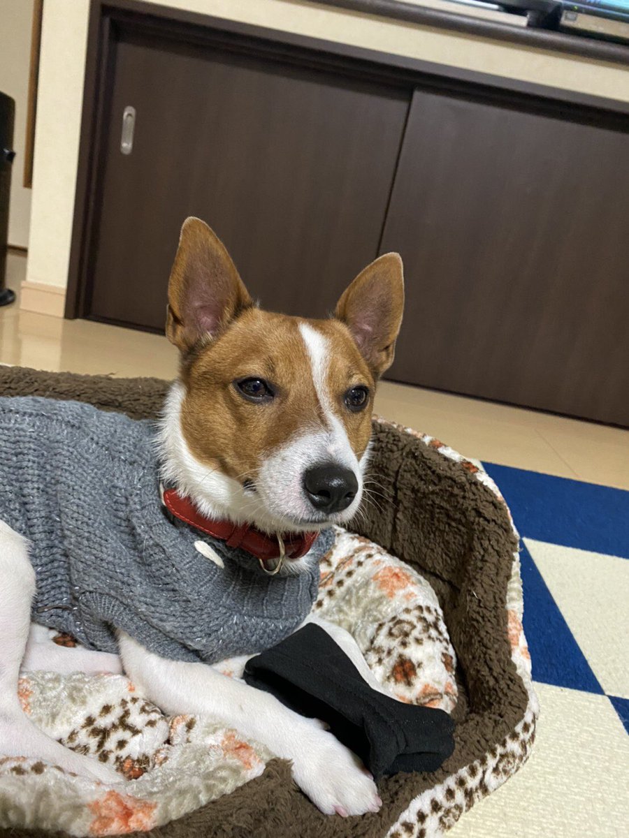 迷子犬 虎徹 こてつ Rad2t3giqlegwr0 Twitter 迷子犬 虎徹 こてつ Rad2t3giqlegwr0 Twitter