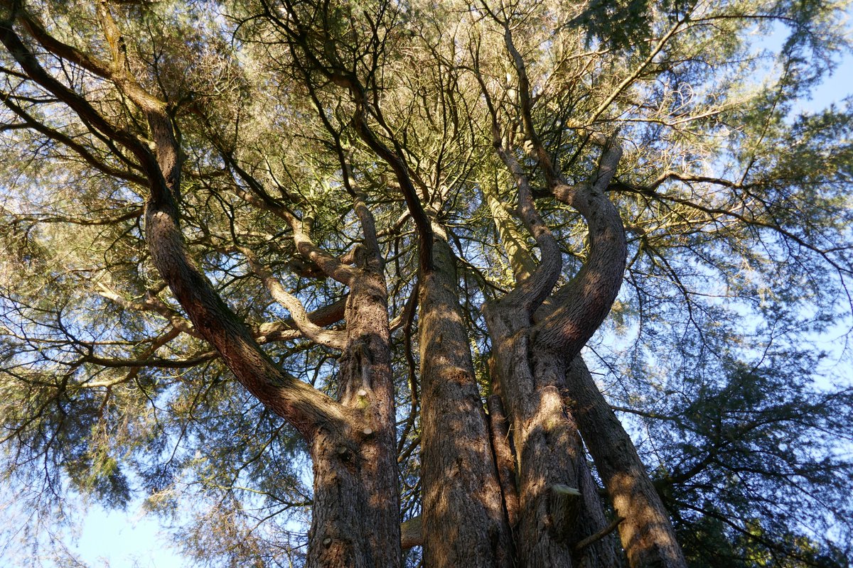 Found this Cedar <a href="/CrichtonTrust/">The Crichton</a>  yesterday. Not sure how I've not noticed it before. It's quite a big tree!