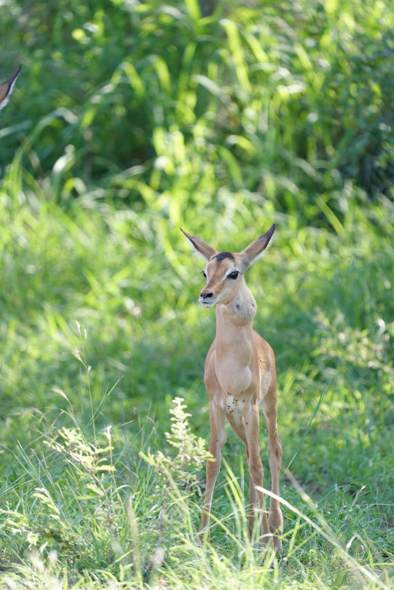 Rensche Mari tweet media