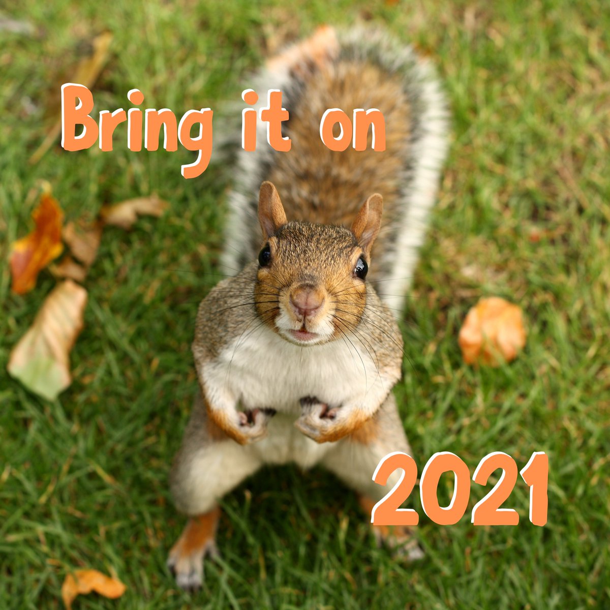 _SquirrelApp's tweet image. Bring it on 2021 #squirrel #squirrelapp #startup #2021