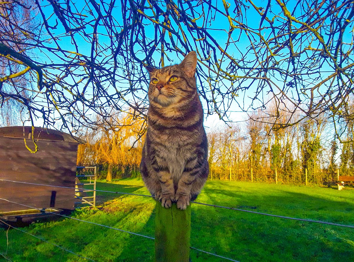chris_alpacas's tweet photo. Some of my favourite pics from December. Have a lovely #NewYearsDay evening all xxx #thefens #ThelmaandLouise #Precious #sunrise #downthelane #NewYear #celebratethefens #flatnotboring https://t.co/54V7wUUzTu