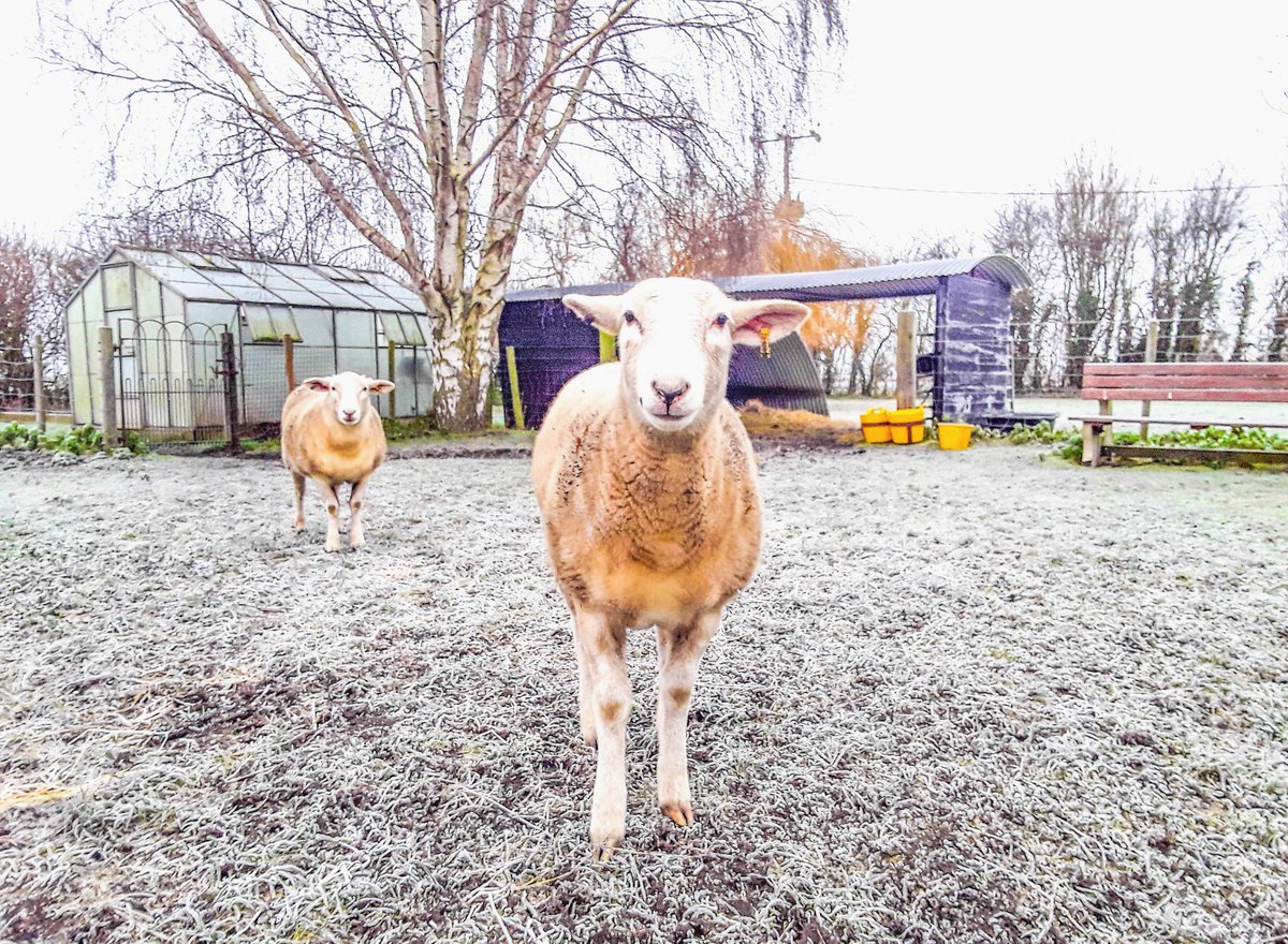 chris_alpacas's tweet photo. Some of my favourite pics from December. Have a lovely #NewYearsDay evening all xxx #thefens #ThelmaandLouise #Precious #sunrise #downthelane #NewYear #celebratethefens #flatnotboring https://t.co/54V7wUUzTu
