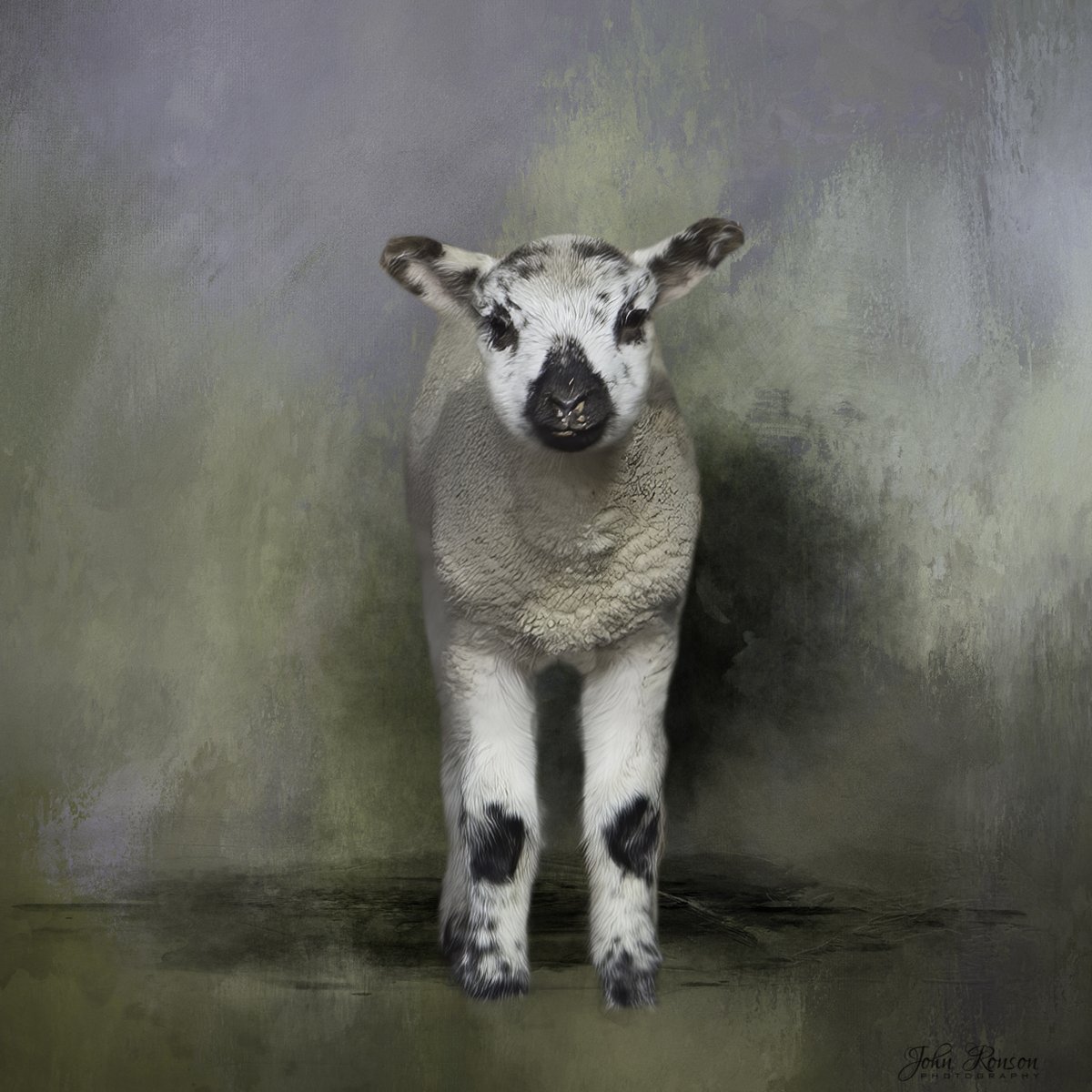 JohnRonson16's tweet photo. We'll see if this is true! 2021 in like a lamb. Let's hope it is!! HAPPY NEW YEAR EVERYONE 🤗🤪🙂
#happynewyear #newyear #lamb #babysheep #sheep #farmanimalsofinstagram #farmanimals #johnronsonphotography #loveofnature #animalphotography #creative_animalart #photoart #photography https://t.co/R0JyHMHd25