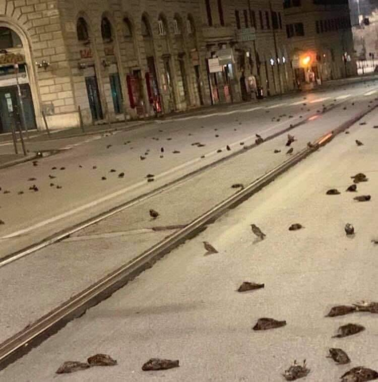 Fireworks ar an unnecessary source of stress for urban wildlife. Hundreds of dead birds were found this morning on the streets of Rome, which died due to collisions with windows, buildings and powerlines.

Ban fireworks &amp; happy 2021!