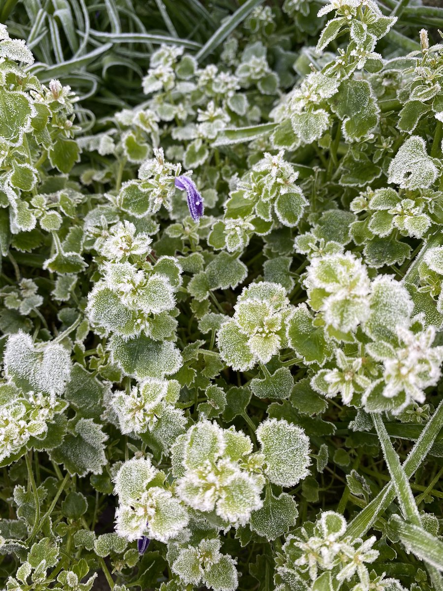 cazzaf1967's tweet photo. #HNY2021 #frost #frostymorning ❄️💙 https://t.co/V59RRmuFbU