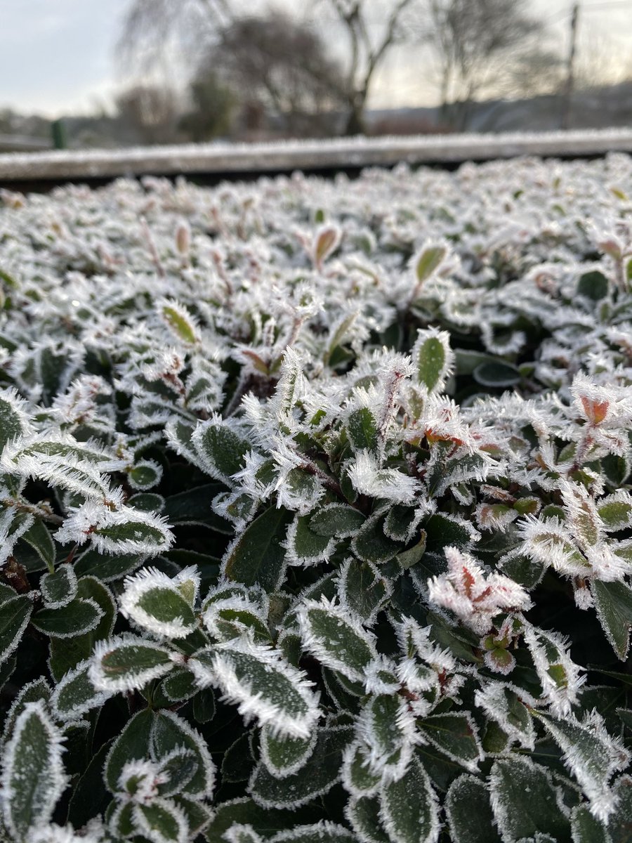 cazzaf1967's tweet photo. #HNY2021 #frost #frostymorning ❄️💙 https://t.co/V59RRmuFbU