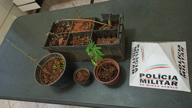 Minas Gerais Military Police presents gardening trends for the new decade