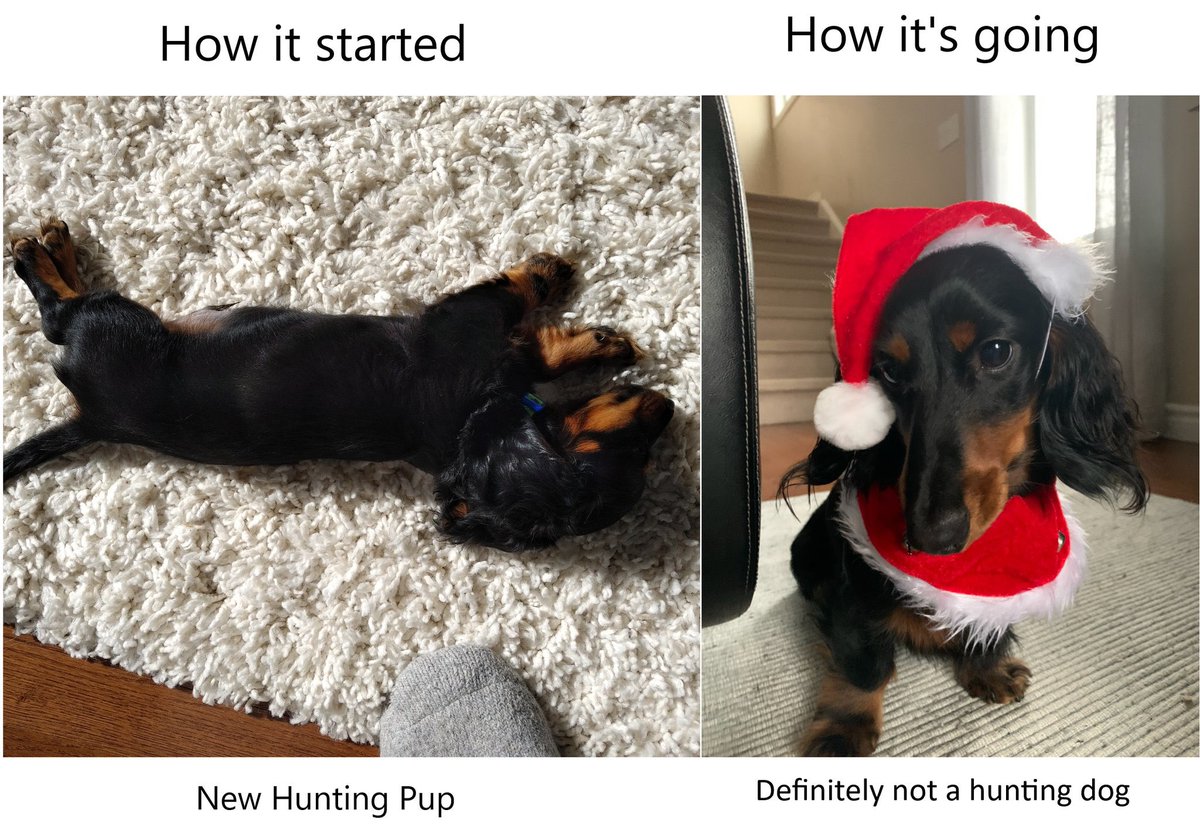 Laurier Dogs tweet media