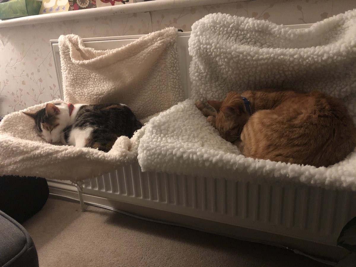 CatCalledBella's tweet photo. Right 2021: We’re off to a raring start! #startaswemeantogoon #happynewyear #naptime https://t.co/AvwxqRbBAO