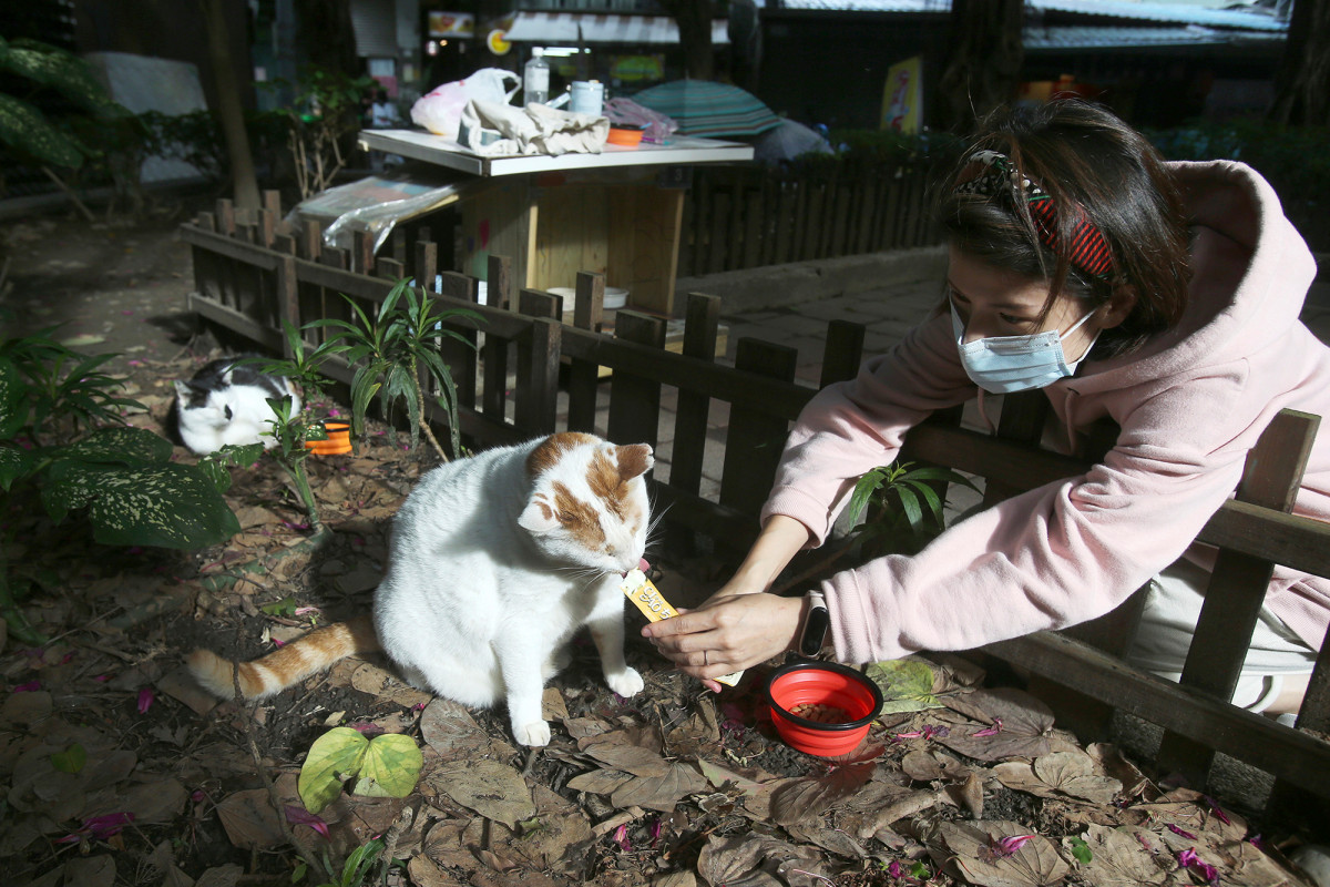 Midnight Cafeteria feeds Taipei's stray cats