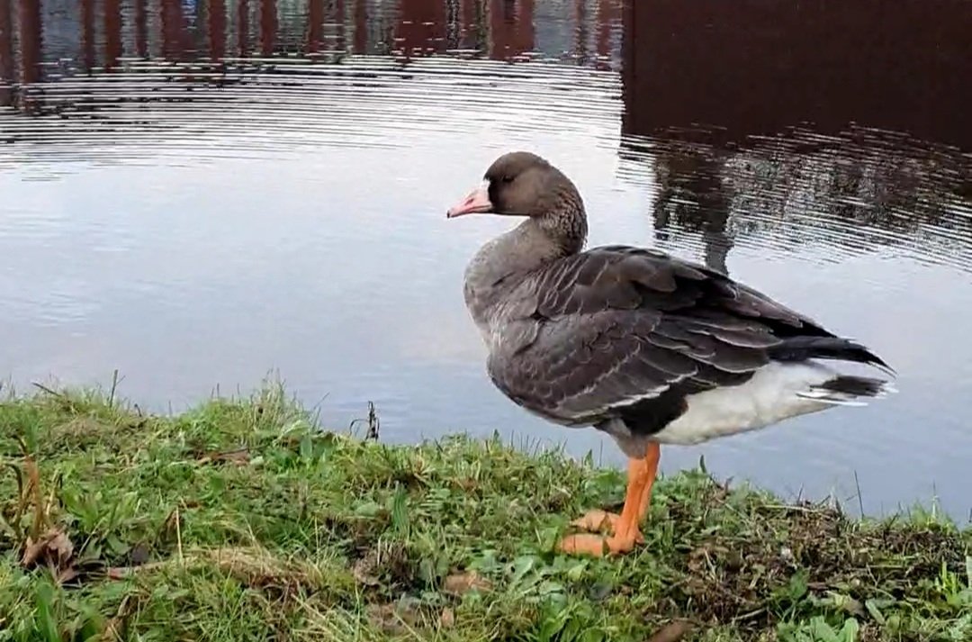 tweetier10's tweet photo. Ik help mn vriend Hans de gans een handje om veilig te kunnen oversteken 🦆😂💚  #gans #oversteken #overstekendedieren #veiligheid https://t.co/npkzBKVtPG