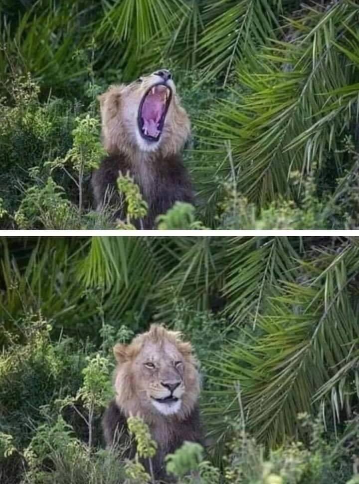 يقول المصور:
 كنت على بعد 15 متر من ملك الغابة عندما أطلق زئيراً أفقدني أعصابي من الخوف وبعدها نظر لي بهذه النظرة " كأنه يقول : 
أمزح معك " 😅