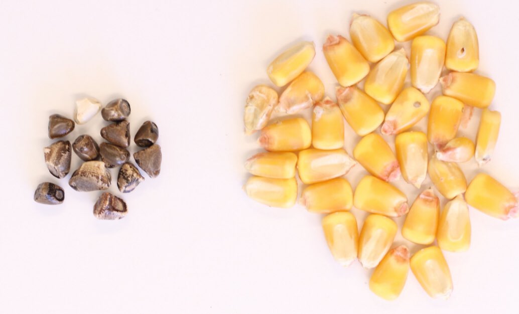 Ancestral maize (teosinte) left &amp; modern maize, right. It took thousand years of slow selection by farmers to domesticate this miracle crop that feeds the humanity today. Through gene editing, we can make quick fine changes to feed tomorrow’s populations 

bsapubs.onlinelibrary.wiley.com/doi/full/10.10…
