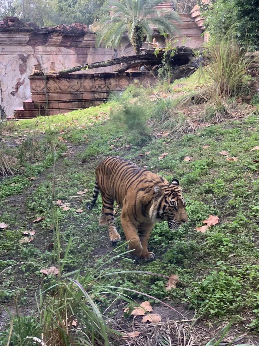 ekuchip13's tweet photo. @NICKMERCS Bet you can’t 1 v 1 this Tiger.  #L https://t.co/9Tbpg7qYWy