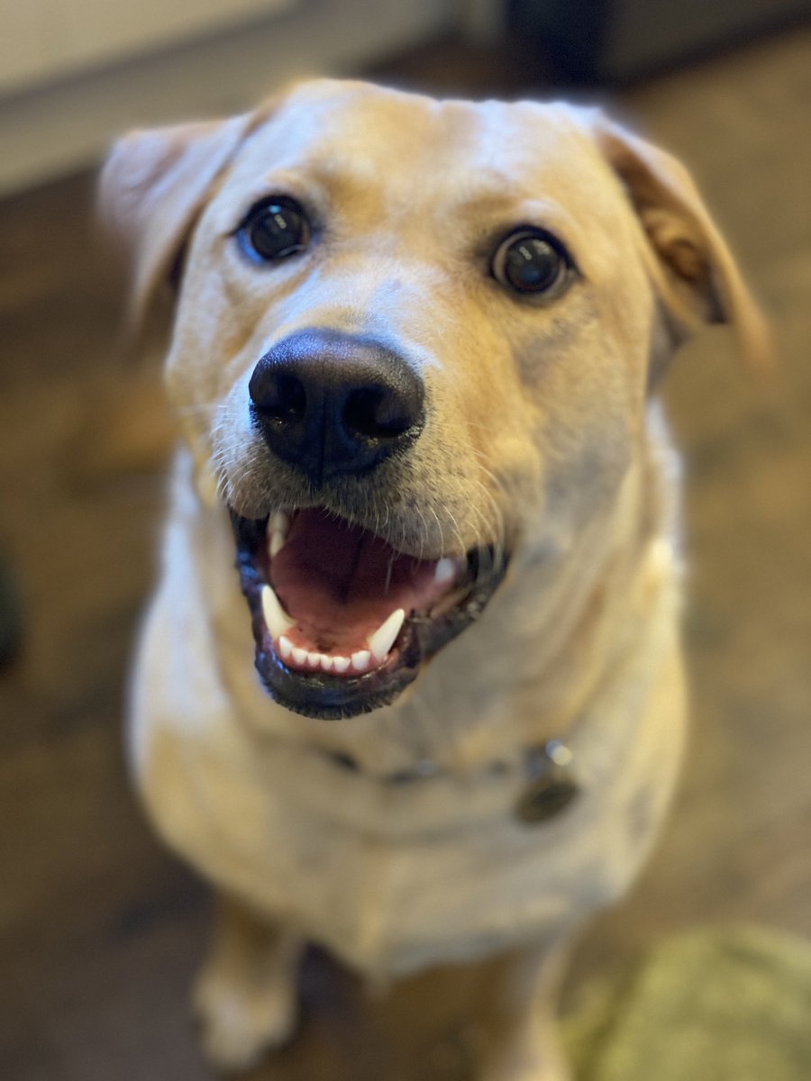 irresistabbil's tweet photo. @__Tjsmith He is also called Murphy https://t.co/kK6puUZ99u