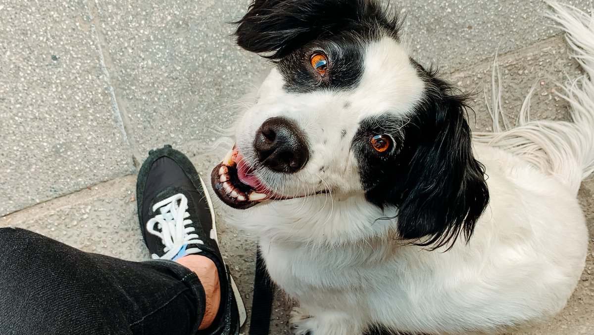 January is the *official* "walk your dog month" &amp; <a href="/RoverDotCom/">Rover.com</a> shares exactly how to switch up the daily routine for your fur baby: bit.ly/Walkyourdogmon…