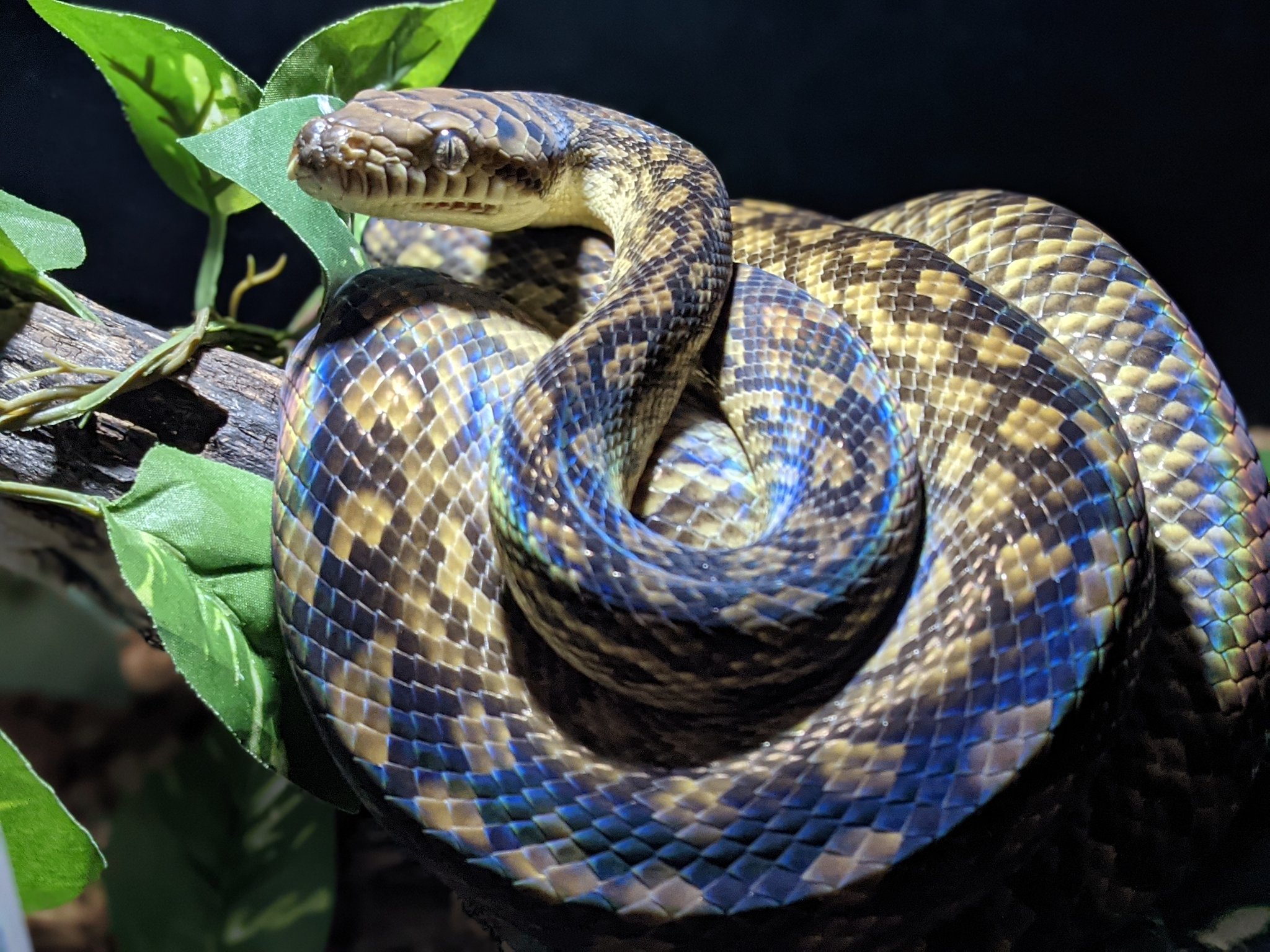 Orcinus Magano Simalia Amethist Ina かっこいい部門 アメジストニシキヘビ Jscヘビコン T Co Igp0l7spzf Twitter