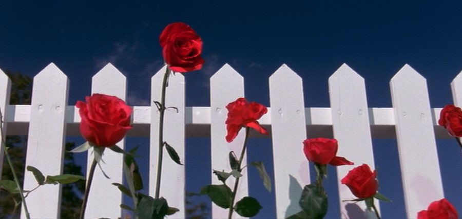 Du velour bleu pour 2021❤️