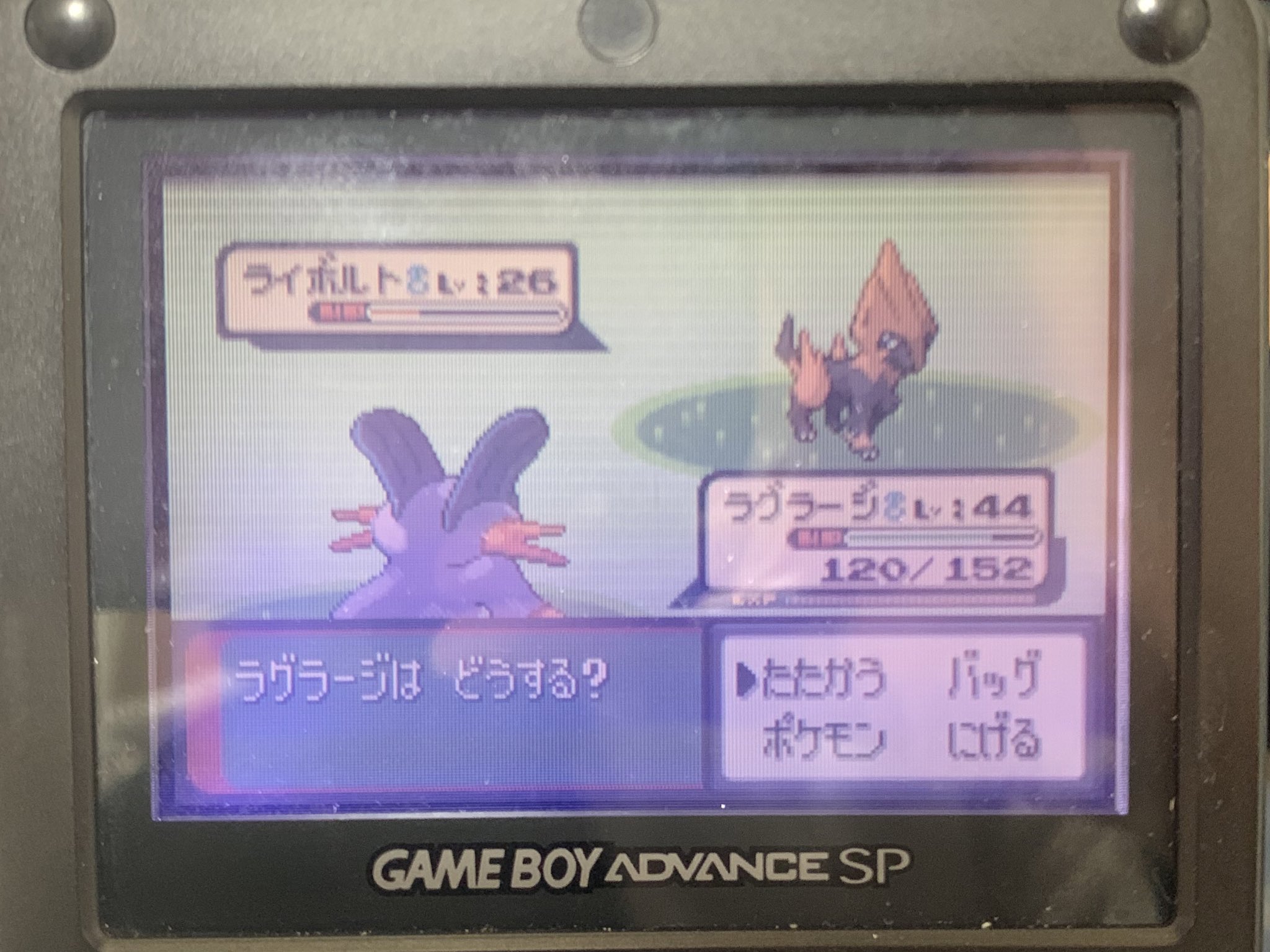 竜馬 サファイアで色違いライボルト出ました 3日連続色違いだ 竜馬 サファイアで色違いライボルト出ました 3日連続色違いだ