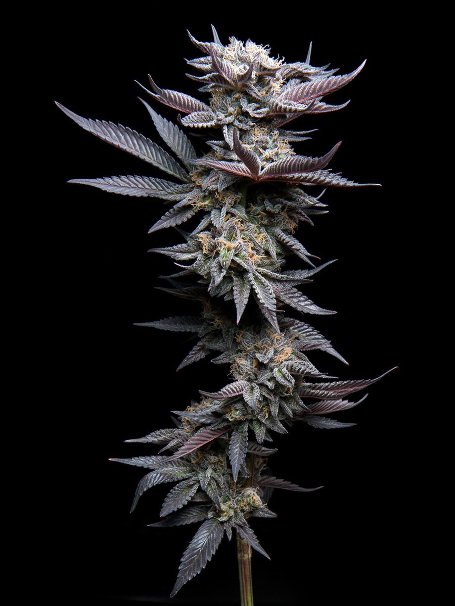 Variations on the same theme 4