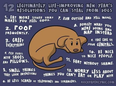 Parodee's tweet image. May this New Year bring back the music, love, and peace we all crave! Make your resolutions achievable!
Take a hint from a pup!