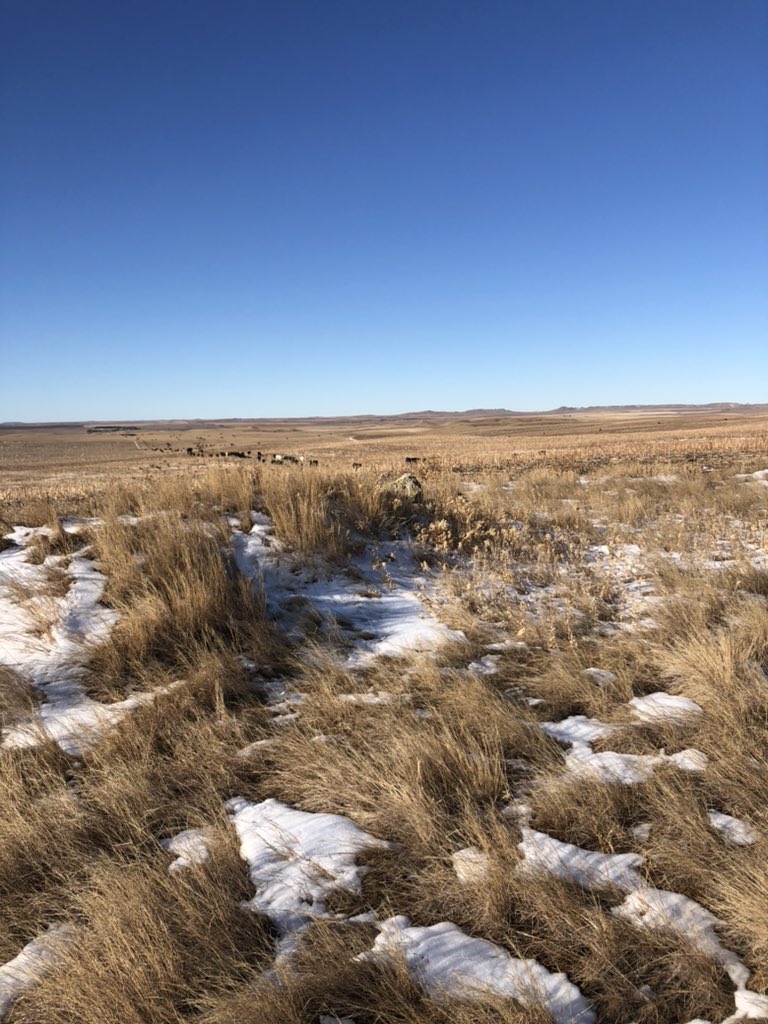 @GrassBased mentioned rock piles and soil erosion around them. Here’s one at the edge of a field. #soilhealth #grassbased #cowsarevegan #notillfarming #grasslandecosystem #prairie