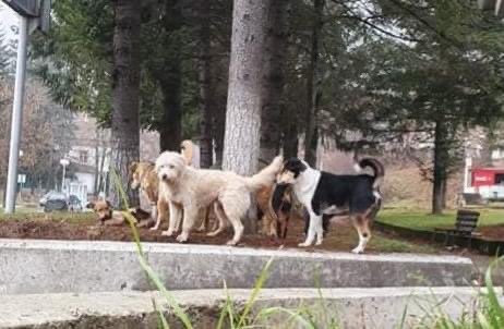 Rudozem Street Dogs tweet media