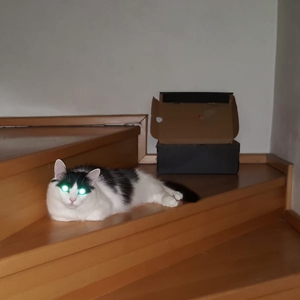 PissskTheCat's tweet photo. Přeji vám všem, ať máte v novém roce co nejvíc důvodů zářit štěstím. https://t.co/ZkQnRdCZKR