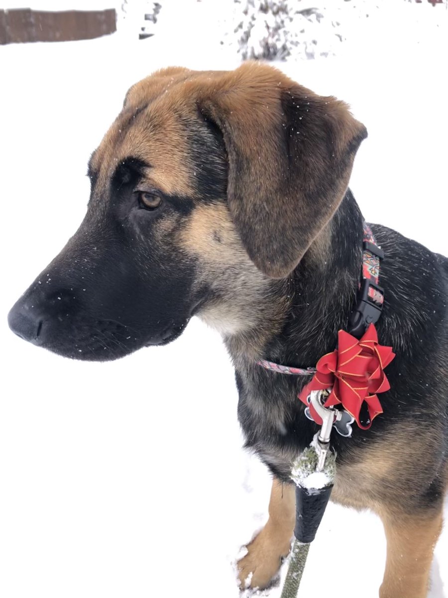 MamaAuntCa's tweet photo. The best thing to have happened to our family in 2020 was adopting this guy. He was a lifesaver, and I mean that in the most literal sense. #BigMac🐶 #rescueismyfavouritebreed #Welcome2021 #GoodBoy https://t.co/xhcWDT9wsn