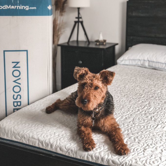 Novosbed Mattress Review