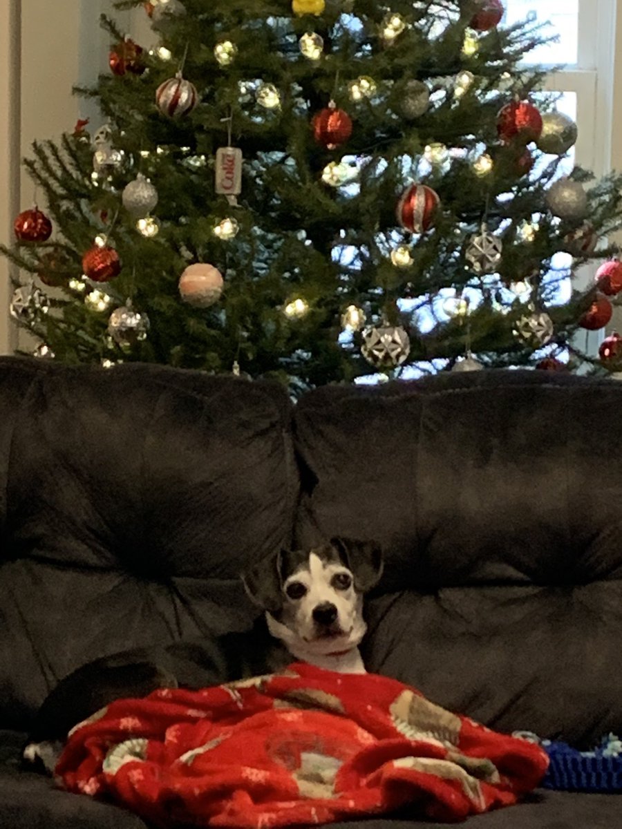 whit_frank_52's tweet photo. Otis and Snoop ❤️🐶
#bestathomecontest @WKCDOGS https://t.co/YWAESsm0of
