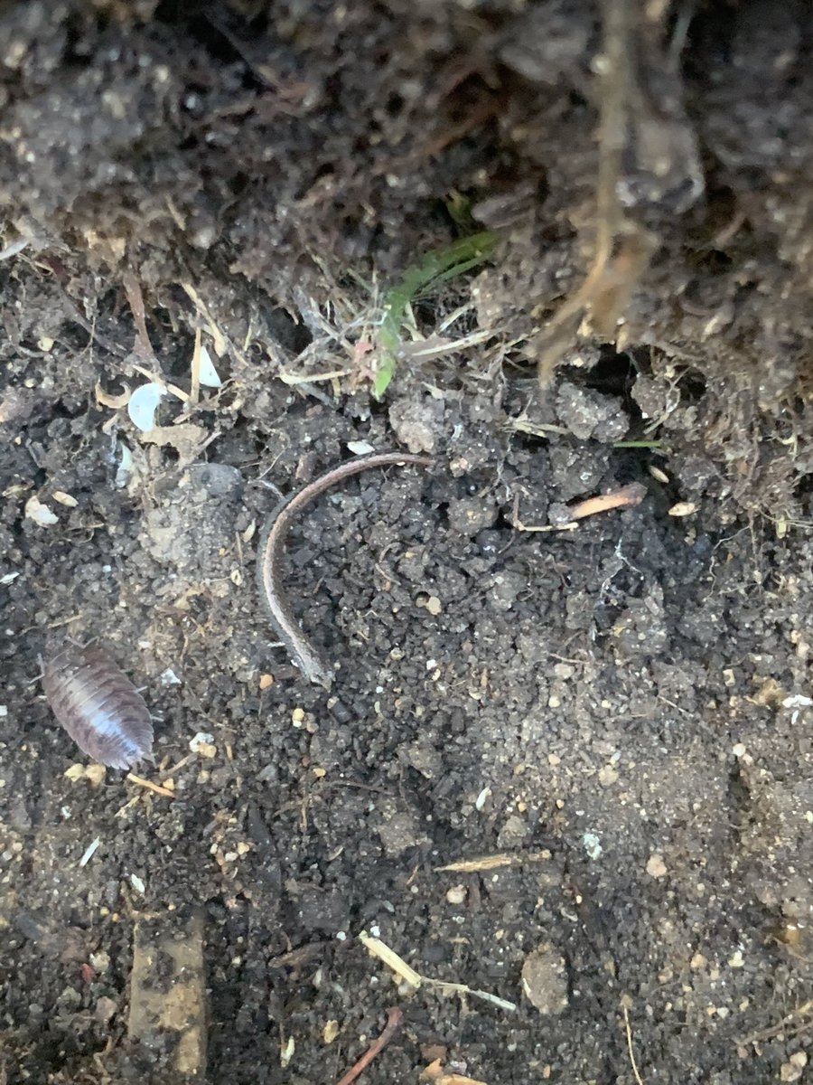 ajzellmer's tweet image. First salamander of 2021 🥳 #herpsci