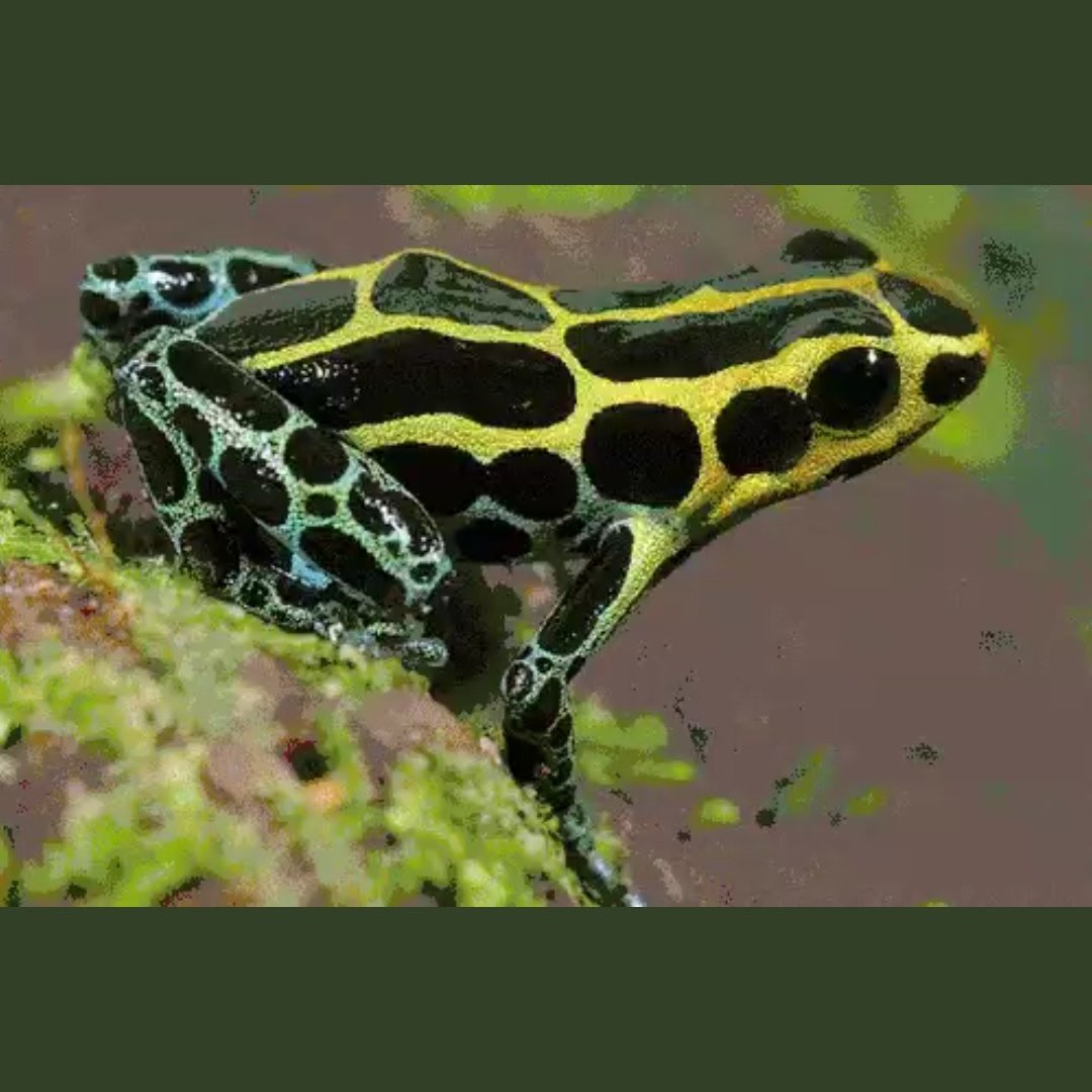 Пятнистая ядовитая / Ranitomeya variabilis